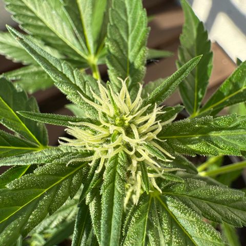 Godzilla Cookies Auto growlog timeline photo