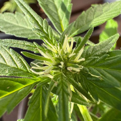 Godzilla Cookies Auto growlog timeline photo