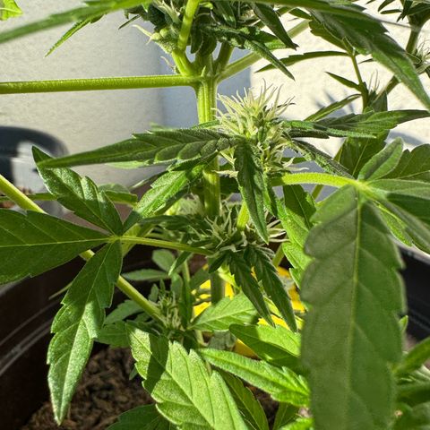 Godzilla Cookies Auto growlog timeline photo