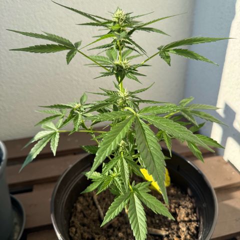 Godzilla Cookies Auto growlog timeline photo