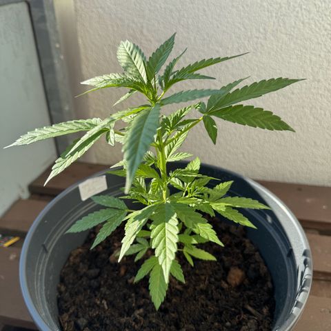 Purple Juice Auto growlog timeline photo
