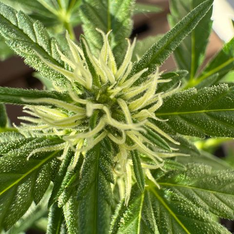 Godzilla Cookies Auto growlog timeline photo