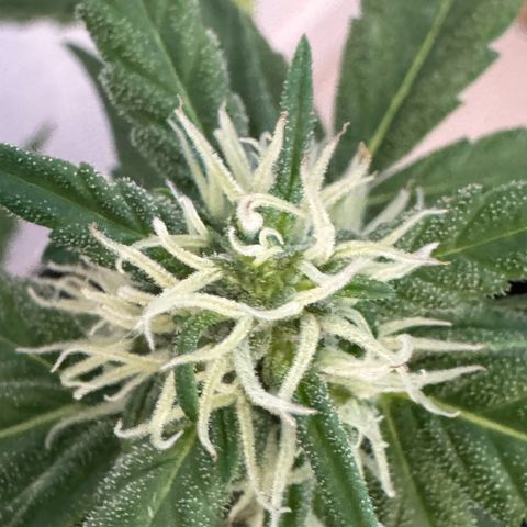 Godzilla Cookies Auto growlog timeline photo