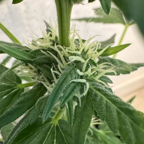 Godzilla Cookies Auto growlog timeline photo