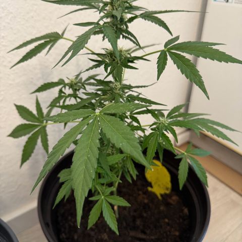 Godzilla Cookies Auto growlog timeline photo