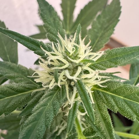 Godzilla Cookies Auto growlog timeline photo
