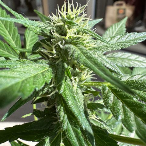Godzilla Cookies Auto growlog timeline photo