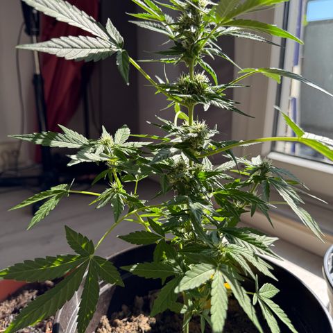 Godzilla Cookies Auto growlog timeline photo