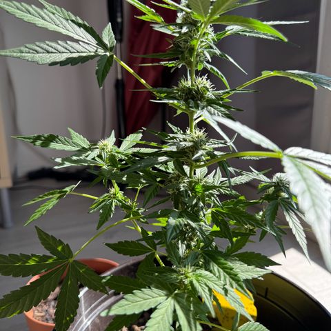 Godzilla Cookies Auto growlog timeline photo