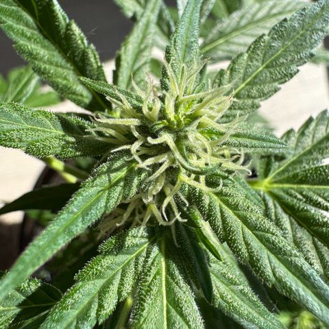 Godzilla Cookies Auto growlog timeline photo