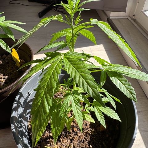 Purple Juice Auto growlog timeline photo