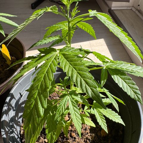 Purple Juice Auto growlog timeline photo