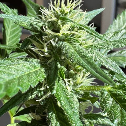 Godzilla Cookies Auto growlog timeline photo