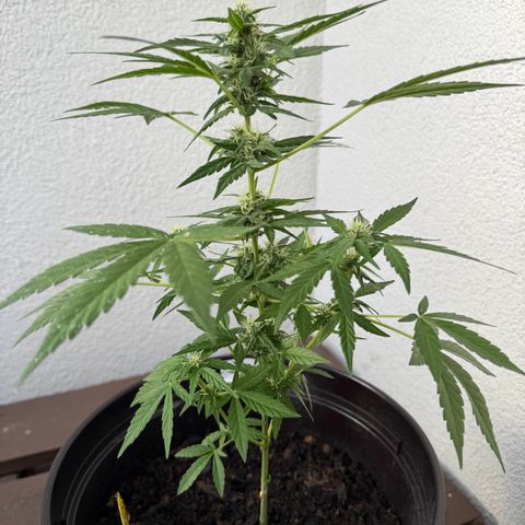 Godzilla Cookies Auto growlog timeline photo
