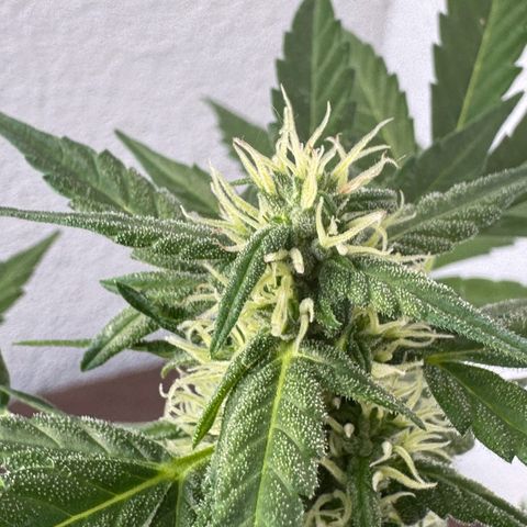 Godzilla Cookies Auto growlog timeline photo