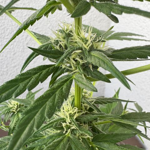Godzilla Cookies Auto growlog timeline photo