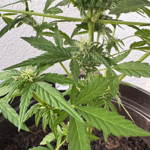 Godzilla Cookies Auto growlog timeline photo