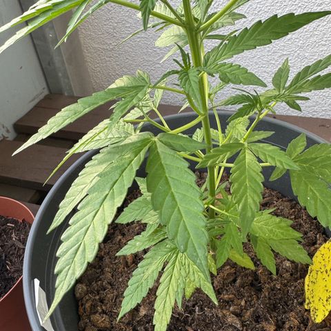 Purple Juice Auto growlog timeline photo