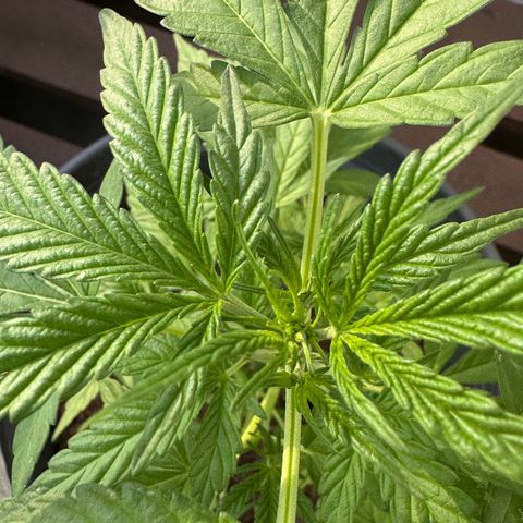Purple Juice Auto growlog timeline photo
