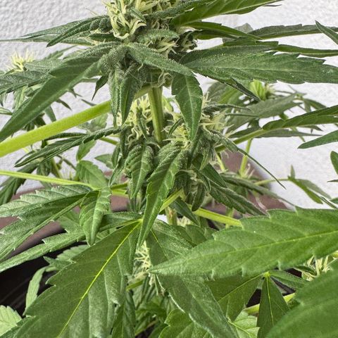 Godzilla Cookies Auto growlog timeline photo