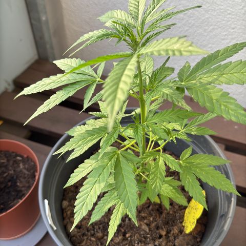 Purple Juice Auto growlog timeline photo