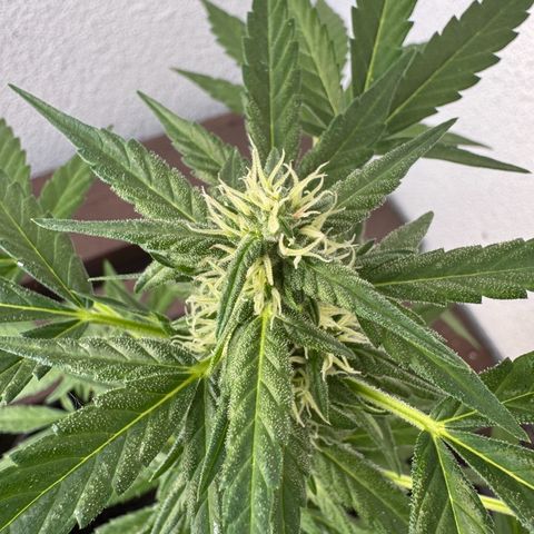 Godzilla Cookies Auto growlog timeline photo