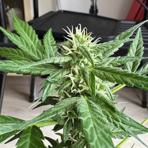 Godzilla Cookies Auto growlog timeline photo
