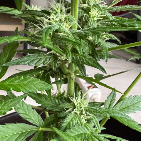 Godzilla Cookies Auto growlog timeline photo