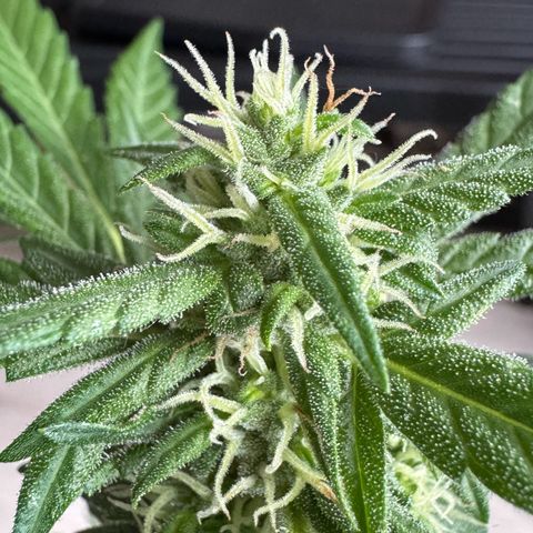 Godzilla Cookies Auto growlog timeline photo