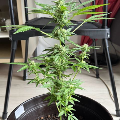 Godzilla Cookies Auto growlog timeline photo