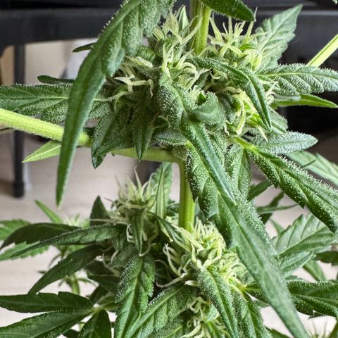 Godzilla Cookies Auto growlog timeline photo