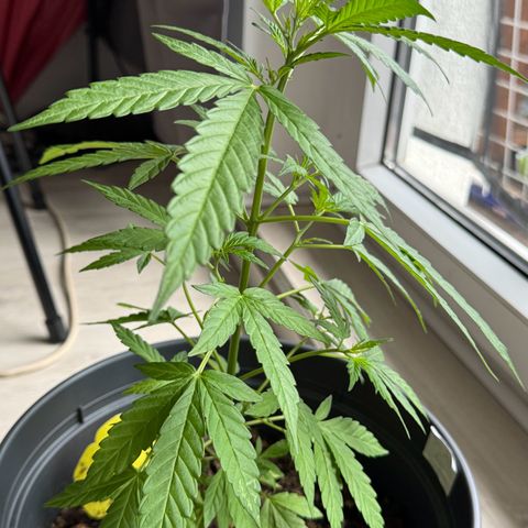 Purple Juice Auto growlog photo: Early flower pistols started showing