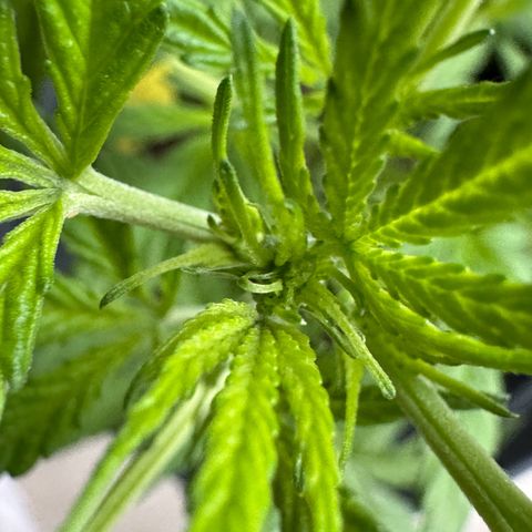 Purple Juice Auto growlog photo: Early flower pistols started showing