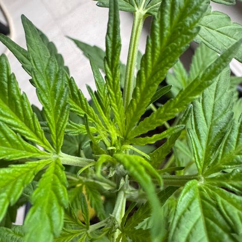 Purple Juice Auto growlog photo: Early flower pistols started showing
