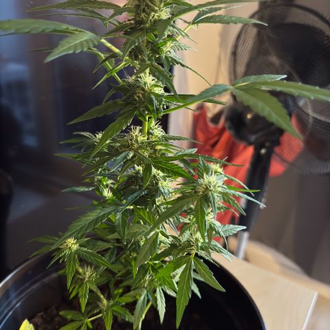 Godzilla Cookies Auto growlog timeline photo