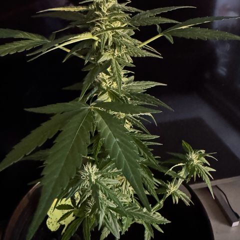 Godzilla Cookies Auto growlog timeline photo