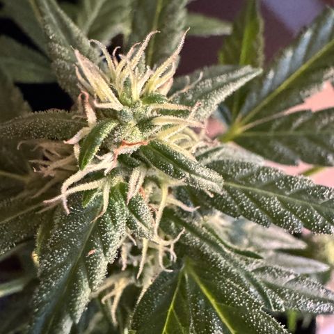 Godzilla Cookies Auto growlog timeline photo