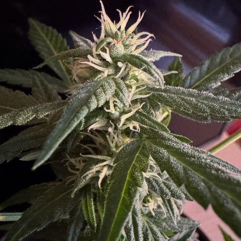 Godzilla Cookies Auto growlog timeline photo