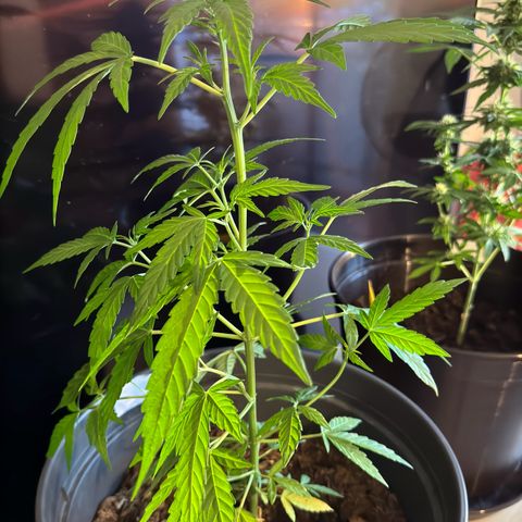 Purple Juice Auto growlog timeline photo
