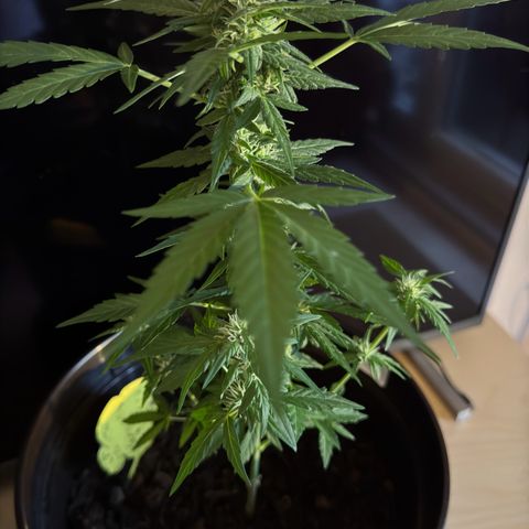 Godzilla Cookies Auto growlog timeline photo