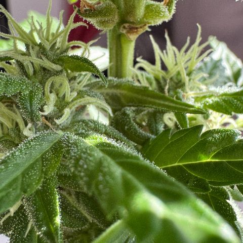 Godzilla Cookies Auto growlog timeline photo