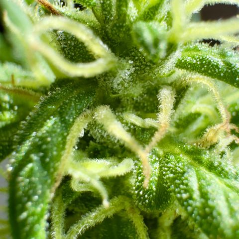 Godzilla Cookies Auto growlog timeline photo