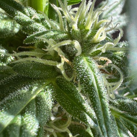Godzilla Cookies Auto growlog timeline photo