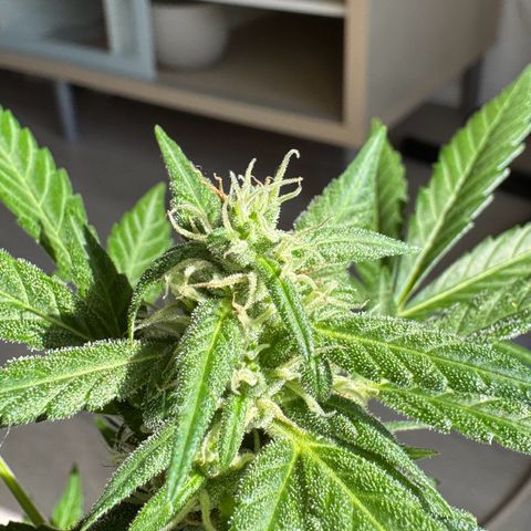 Godzilla Cookies Auto growlog timeline photo