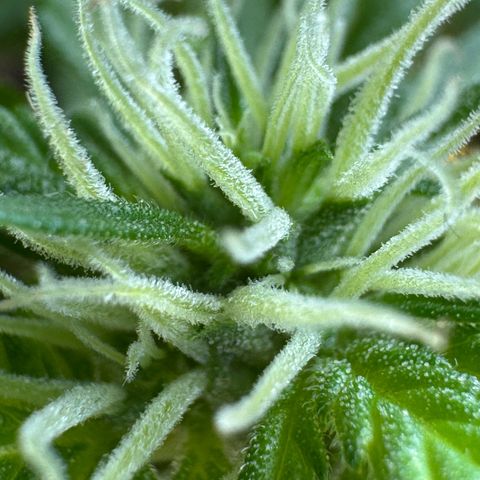 Godzilla Cookies Auto growlog timeline photo