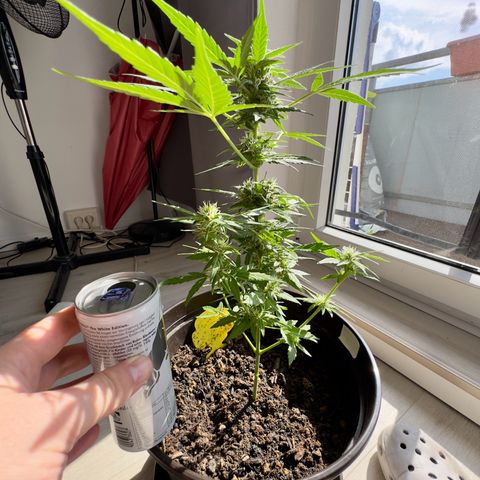 Godzilla Cookies Auto growlog timeline photo