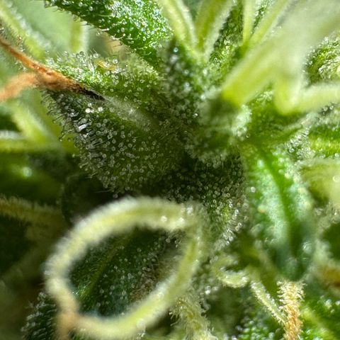 Godzilla Cookies Auto growlog timeline photo