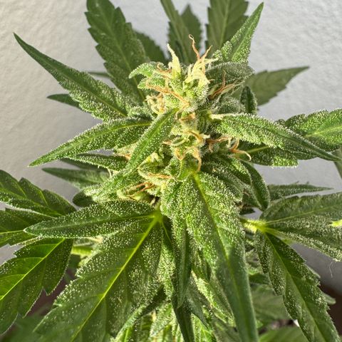 Godzilla Cookies Auto growlog timeline photo