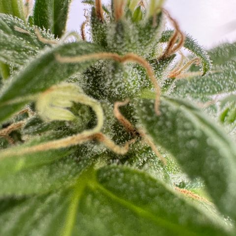 Godzilla Cookies Auto growlog timeline photo