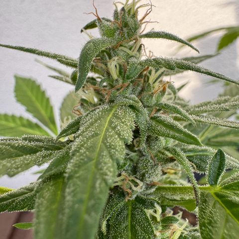 Godzilla Cookies Auto growlog timeline photo